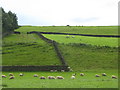 NY7363 : Pastures and woodland west of East Unthank (4) by Mike Quinn