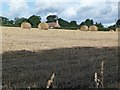 Swiss rolls in a field off Low Street