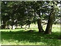 Sheep grazing under trees