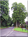 Trees in Holmesland Lane