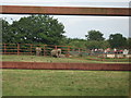 View of elephants and rhino in Howletts Animal Park