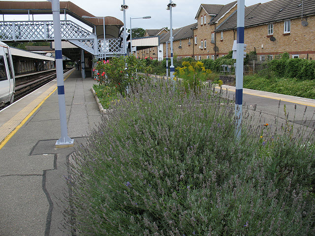 Grove Park station: flowerbeds