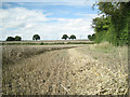 Wheat harvest under way near Gate Farm