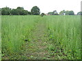 Footpath to Hoath Farm