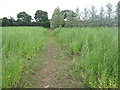 Footpath to Bekesbourne Lane