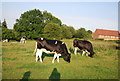 Cattle grazing in the evening sun