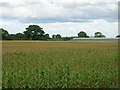 Farmland off Halfacres Lane