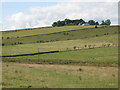 Pastures below Cranberry Brow