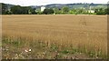 Wheat field, Carse of Gowrie