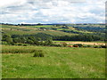 Pastures and woodland west of Dodd Bank (3)