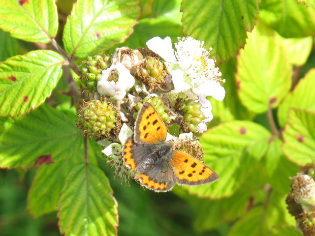 Small copper butterfly on brambles at Lough Gur