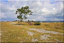 SD4890 : Limestone Outcrops, Helsington Barrows by Mick Garratt