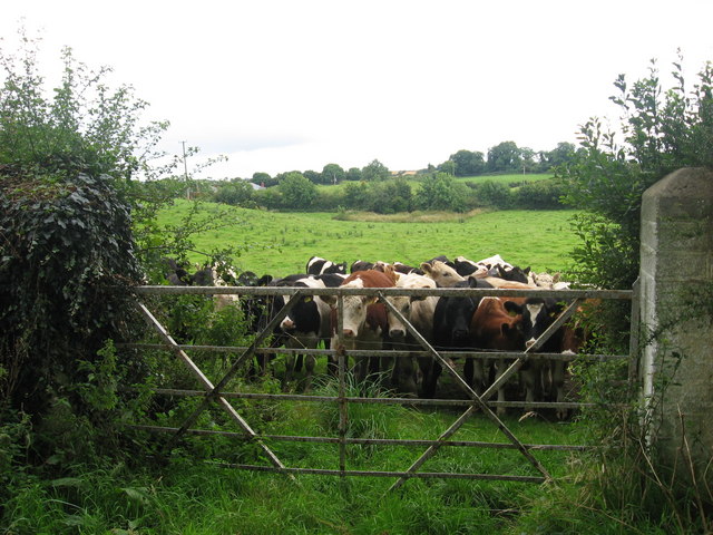 Cows at Chanonrock, Co. Louth (2)