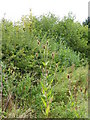 Teasels near Rowde