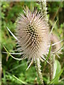 Teasel (Dipsacus fullonum)