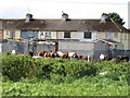 R5758 : Horses behind council houses, Limerick by David Hawgood