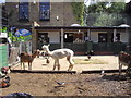 Luma having a bad hair day in Vauxhall City Farm