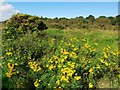 Tansy, Gorse and Indian Balsam, Tyne Riverside Park