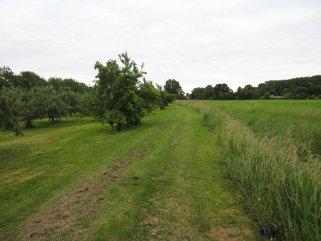 Footpath past an orchard