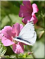 Large White in Crosshill