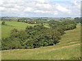 The wooded cleugh of Kingswood Burn west of The Steel