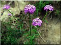 Candytuft flowering on the chalk soils of the Spetchells