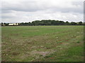 View towards Blyborough Covert