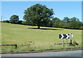 Oak tree in a field adjacent to Kemys View