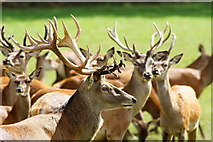 TQ3643 : Red Deer at the British Wildlife Centre, Lingfield, Surrey by Peter Trimming