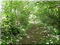 Leafy lane, Cucklington