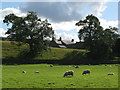 Pastures below Partridge Nest