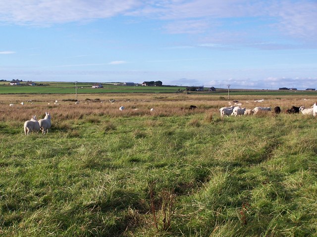 Sheep grazing near Weydale