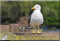 Lesser Black-backed Gull - Roath Park, Cardiff