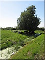 Tree, cows and reen, near Newton, Cardiff