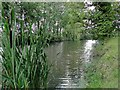 Pond beside the road