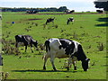 Cattle grazing on West Down