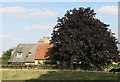 Teigh: thatched cottage, pantiles and copper beech