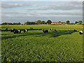 Belted Galloways nr Balterley Hall