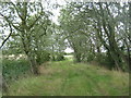 TQ9928 : Bridleway in a willow grove by David Anstiss