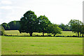 Trees on the fenceline