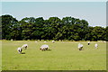 Sheep at Newchapel, Surrey