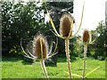 Cobwebs on Teasels