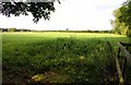 Field opposite Kiln Farm