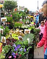 Plant stall - Lymington Market