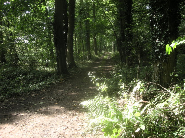 Coombe Abbey Country Park Heronry © Ian Rob cc-by-sa/2.0 :: Geograph ...