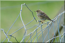 HP6414 : Meadow Pipit (Anthus pratensis) on a wire fence, Norwick by Mike Pennington