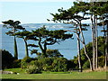 Pine trees, Public Land, Ilsham Marine Drive, Torquay