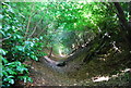 Sunken path to Marley Common