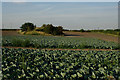 Field of Cabbages