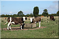 Cattle near Markby